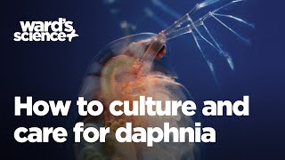 Caring and Culturing for Daphnia [upl. by Billy]