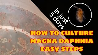 How to Culture Magna Daphnia Easily [upl. by Shanahan112]