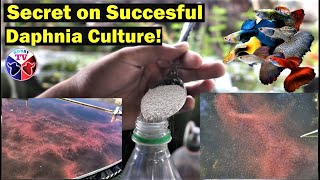 How to Culture Daphnia Successfully [upl. by Gardel356]