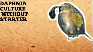 HOW TO CULTURE DAPHNIA NATURALLY WITHOUT A STARTER [upl. by Erdua]