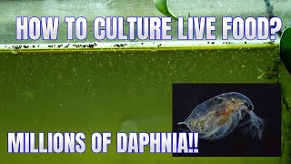 How to Culture Daphnia Secret Method to Breed MILLIONS  Simply Aquatic [upl. by Suedaht]