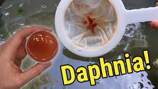 How I Culture Daphnia In Outdoor Tubs [upl. by Lleoj226]