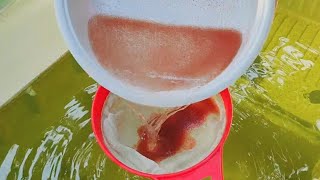 How to culture daphnia  Daphnia culture  How to grow daphnia outdoor [upl. by Tarrsus691]