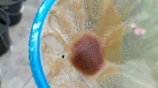 How to culture daphnia moina in a small container Part 1 English Subtitle [upl. by Annaynek]