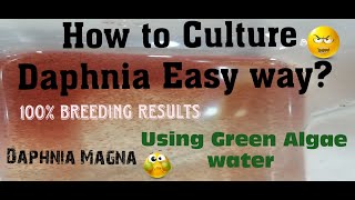 Daphnia MagnaHow to Culture Daphnia Easy wayCulturing Daphnia using Green water Daphnia [upl. by Locin338]