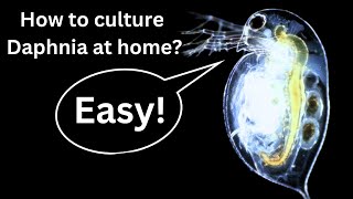 BEST Live Fish Food Beginner guide How to Culture Daphnia at home [upl. by Calabrese579]