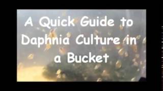 How to culture daphnia outside [upl. by Anaeed]