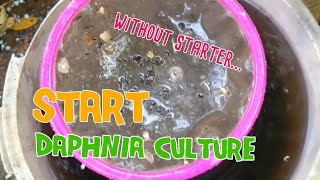 How to culture daphnia moina the easy way 1  Starting the Daphnia culture [upl. by Eillas]