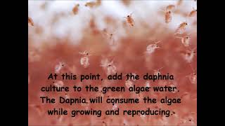 Daphnia  How to grow daphnia in your home [upl. by Nagoh152]