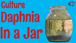 How to Culture Daphnia in a Jar [upl. by Akeyla460]