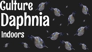 How to Culture Daphnia [upl. by Ettesus]