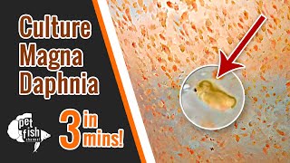 How to culture DAPHNIA MAGNA  The easy way [upl. by Kcirtemed]