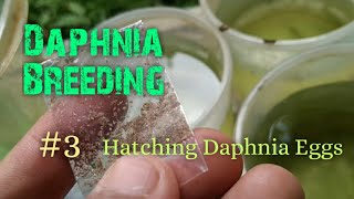 Daphnia Culture made simple and easy 3  Hatching Daphnia eggs [upl. by Nicolais]