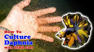 How to Culture Daphnia with ZERO Cost  Unlimited Live Food For Our Fish [upl. by Delphina]