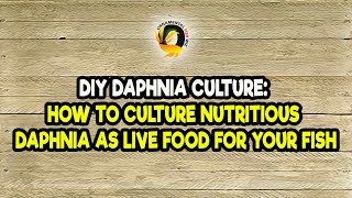 DIY Daphnia Culture How to Culture Nutritious Daphnia as Live Food for Your Fish [upl. by Burl482]