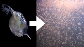 How I Culture Daphnia [upl. by Riaj188]