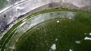 DAPHNIA MOINA CULTURE IN A SMALL BUCKET [upl. by Hedva]