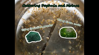 How To Culture Daphnia and Moinas using Green Water Spirulina powder [upl. by Isacco351]