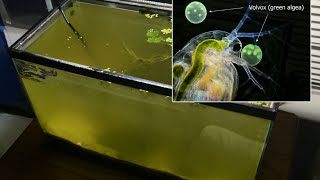 Raising Daphnia for the Freshwater Aquarium [upl. by Rettig569]