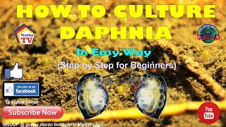 HOW TO CULTURE DAPHNIA In Easy Way [upl. by Betti976]